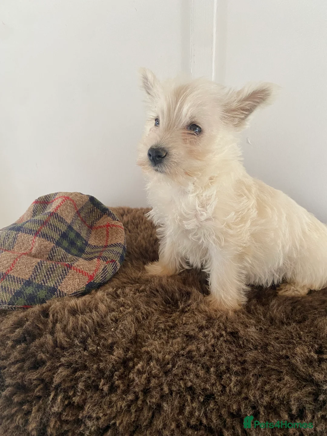 West Highland Terrier dogs for sale: West highland terrier  - Advert 7