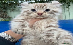 Savannah cats for sale: Super rare longhaired girl  - Advert 12