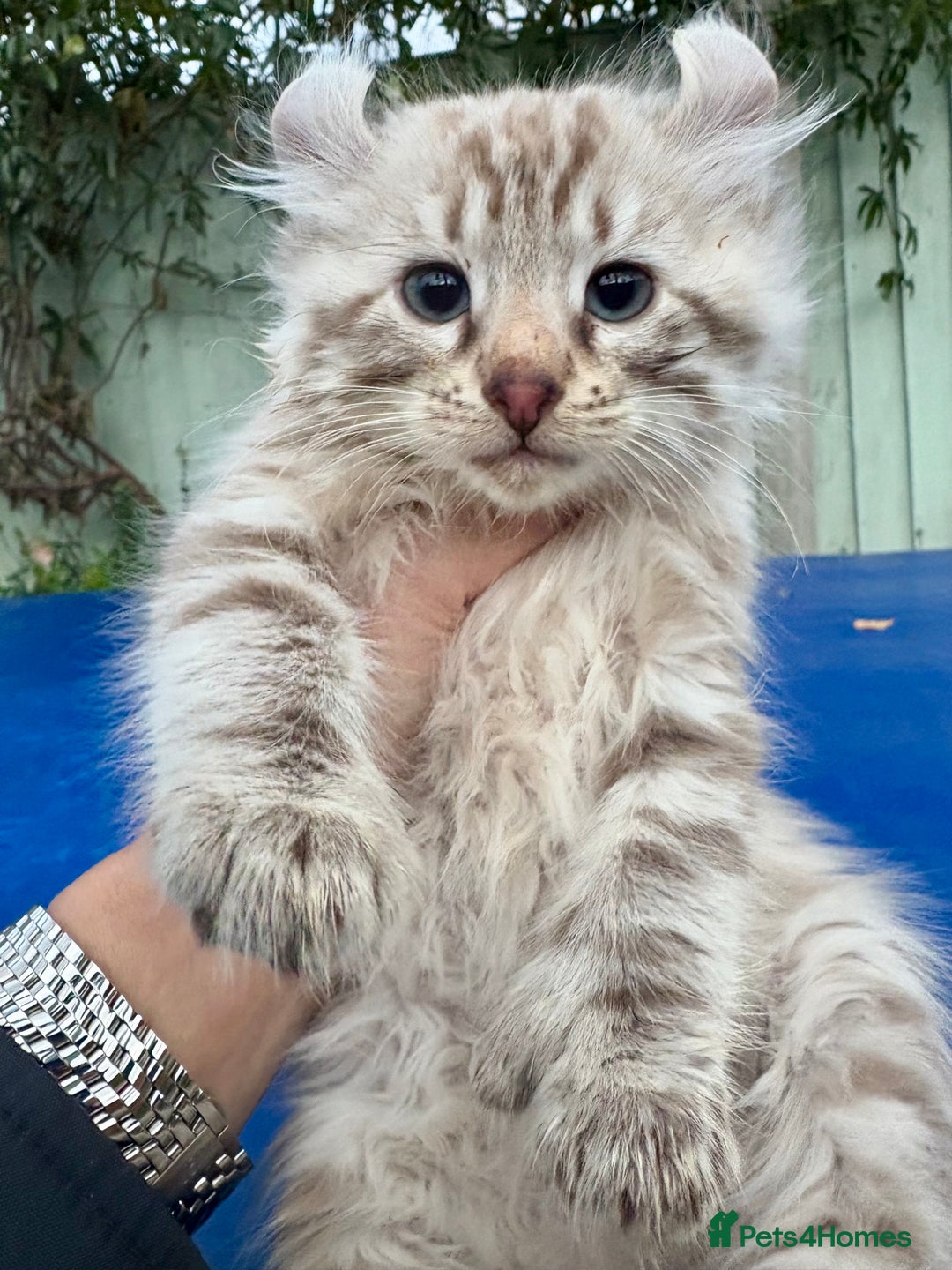 Savannah cats for sale: Super rare longhaired girl  - Advert 12