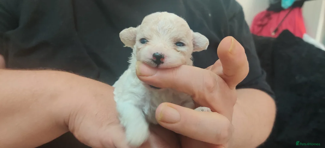 Bichon Frise dogs for sale: bichon frise puppies 2 boys 3 girls ready now  in Prenton - Advert 5