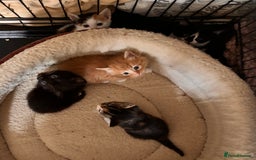 Mixed Breed cats for sale: Beautiful kittens - ONE LEFT  - Image 6