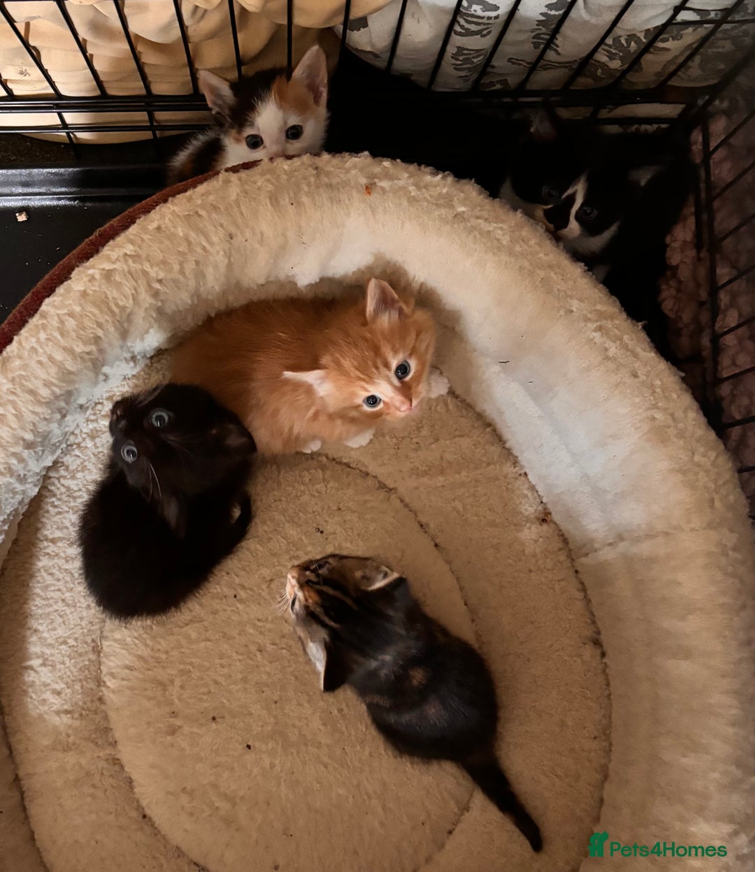Mixed Breed cats for sale: Beautiful kittens - ONE LEFT  - Image 6