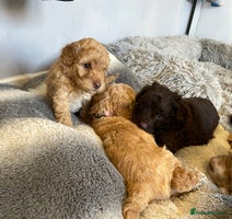 Cockapoo dogs - Advert 7