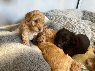 Cockapoo dogs - Advert 2