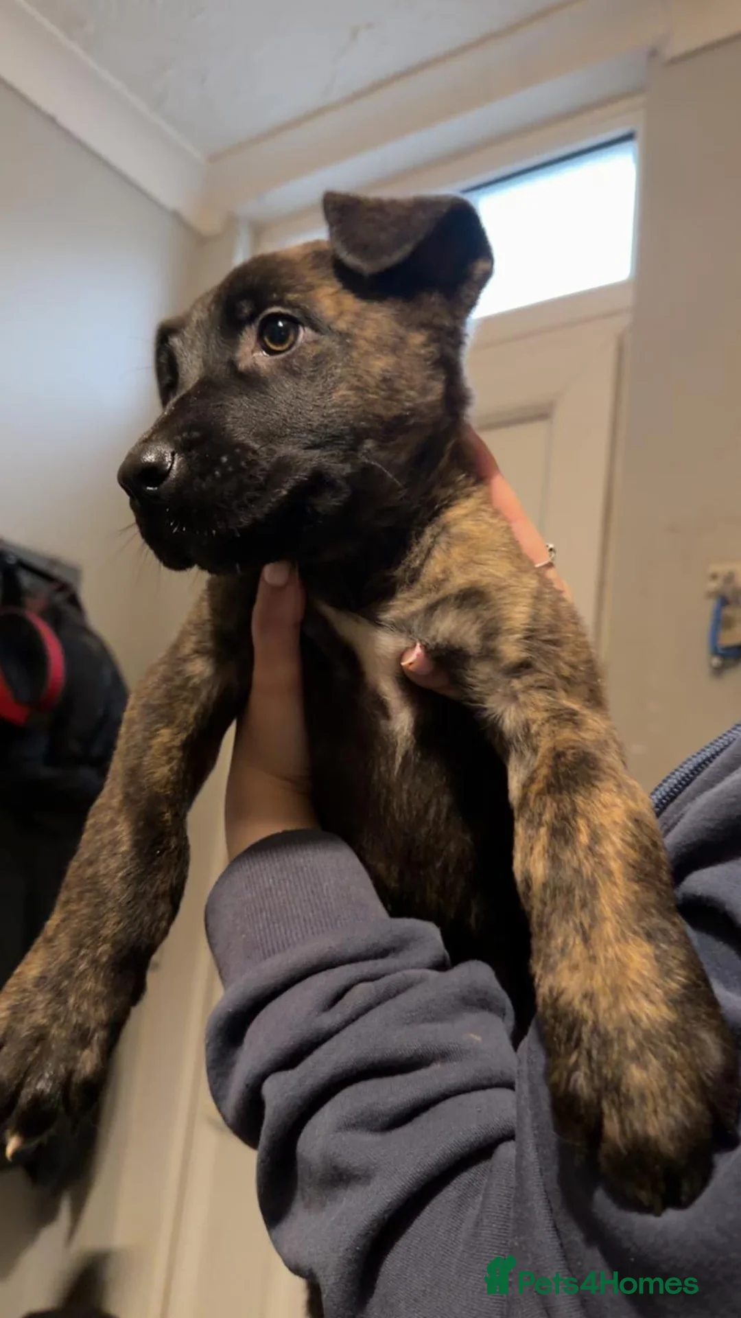 Mixed Breed dogs for sale: Belgian shepherd  ** tiff puppies ONLY 1 LEFT  - Advert 3