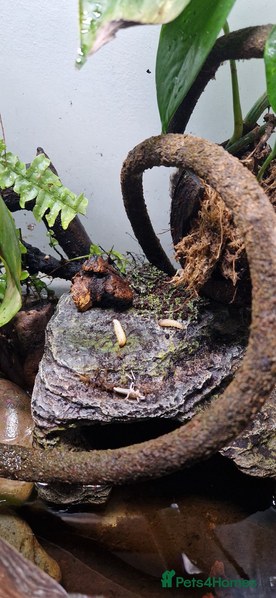 Frog reptiles Vietmenese mossy frog - Advert 2