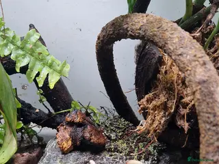 Frog reptiles Vietmenese mossy frog - Advert 2