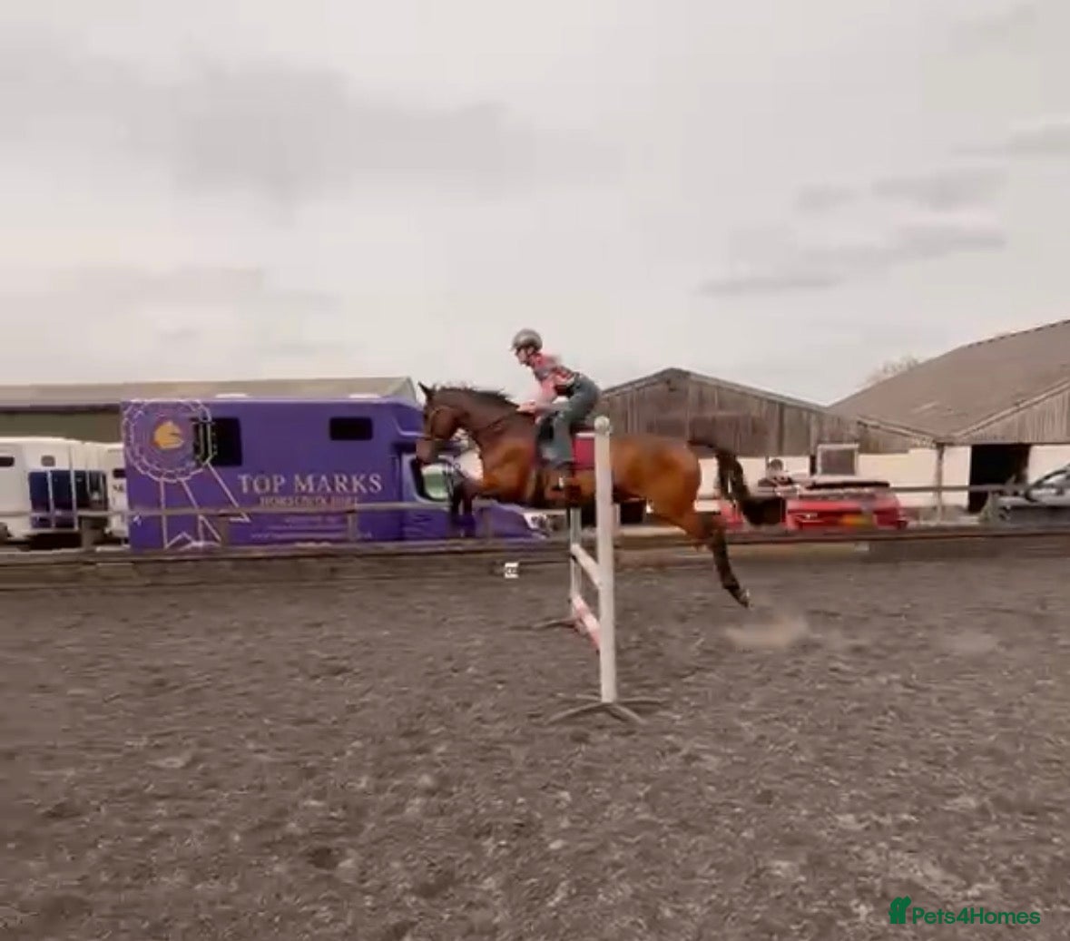 English Thoroughbred horses *Very talent 16hh bay gelding for sale * - Advert 19