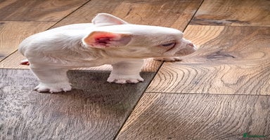 French Bulldog dogs - Advert 2