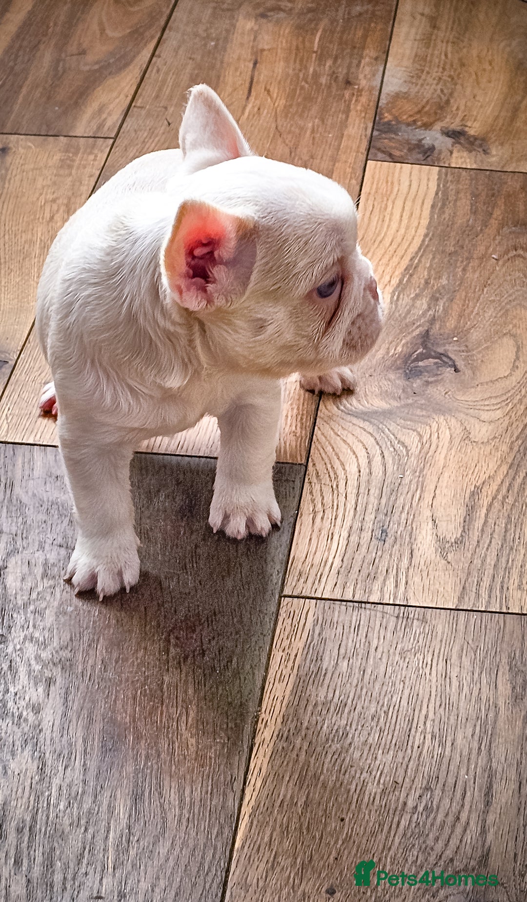 French Bulldog dogs for sale: Top Notch French Bulldog puppies  - Image 3