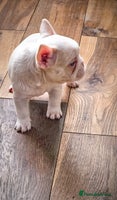French Bulldog dogs - Advert 4