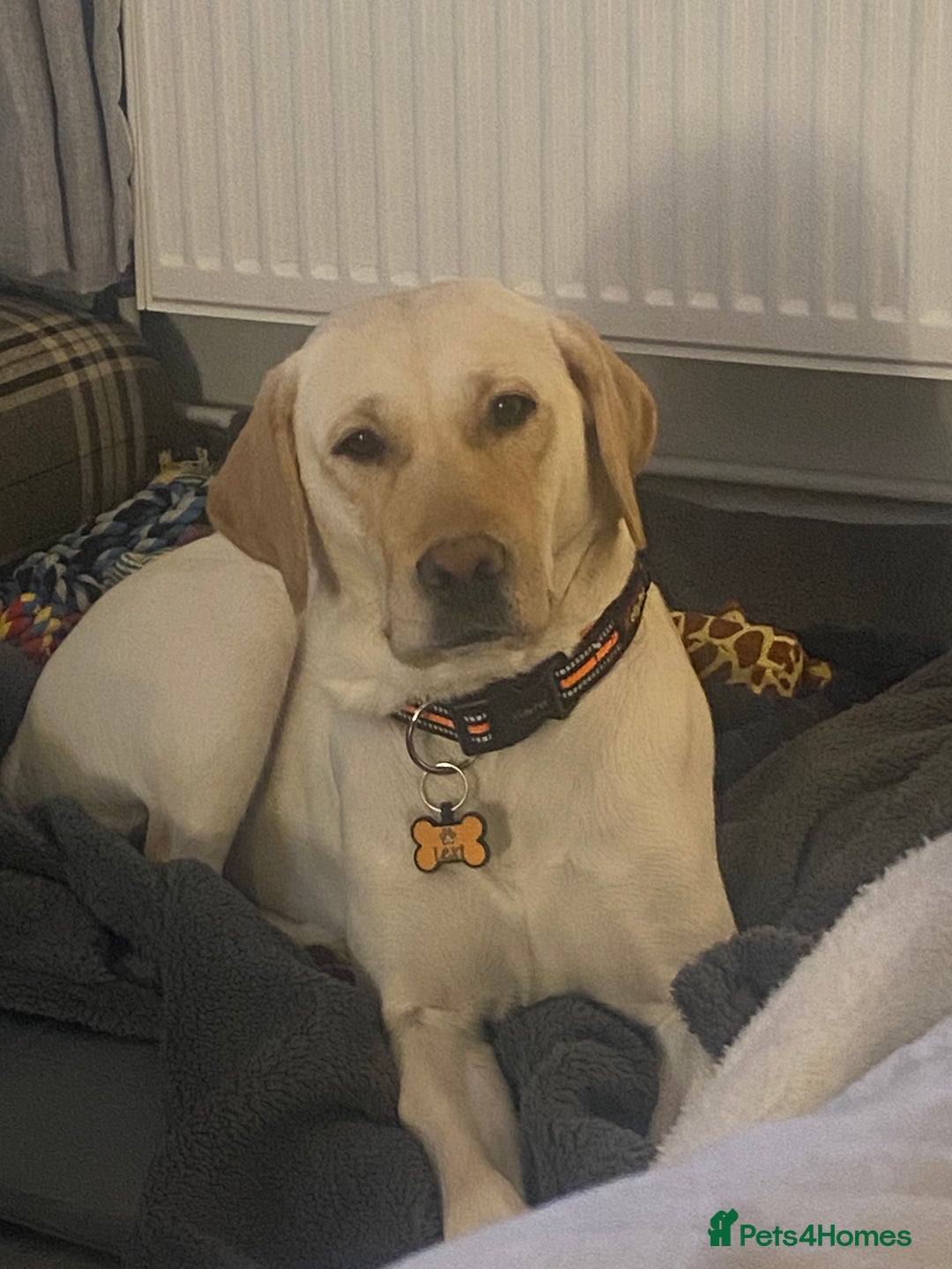 Labrador Retriever dogs for sale: Yellow Labrador Retriever  - Image 4