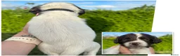 English Springer Spaniel dogs for sale: KC registered 2 L&W boy springer pups left - Advert 2