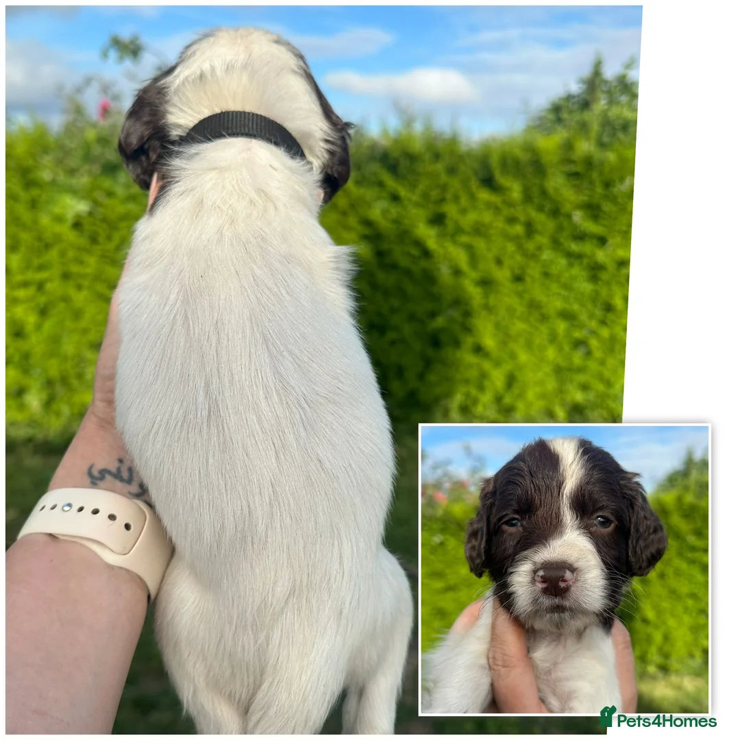 English Springer Spaniel dogs for sale: KC registered 2 L&W boy springer pups left - Advert 2