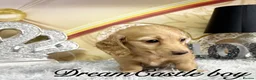 Miniature Dachshund dogs for sale: Beautiful Long Coat Miniature Dachshund Puppies in Worthing - Advert 9