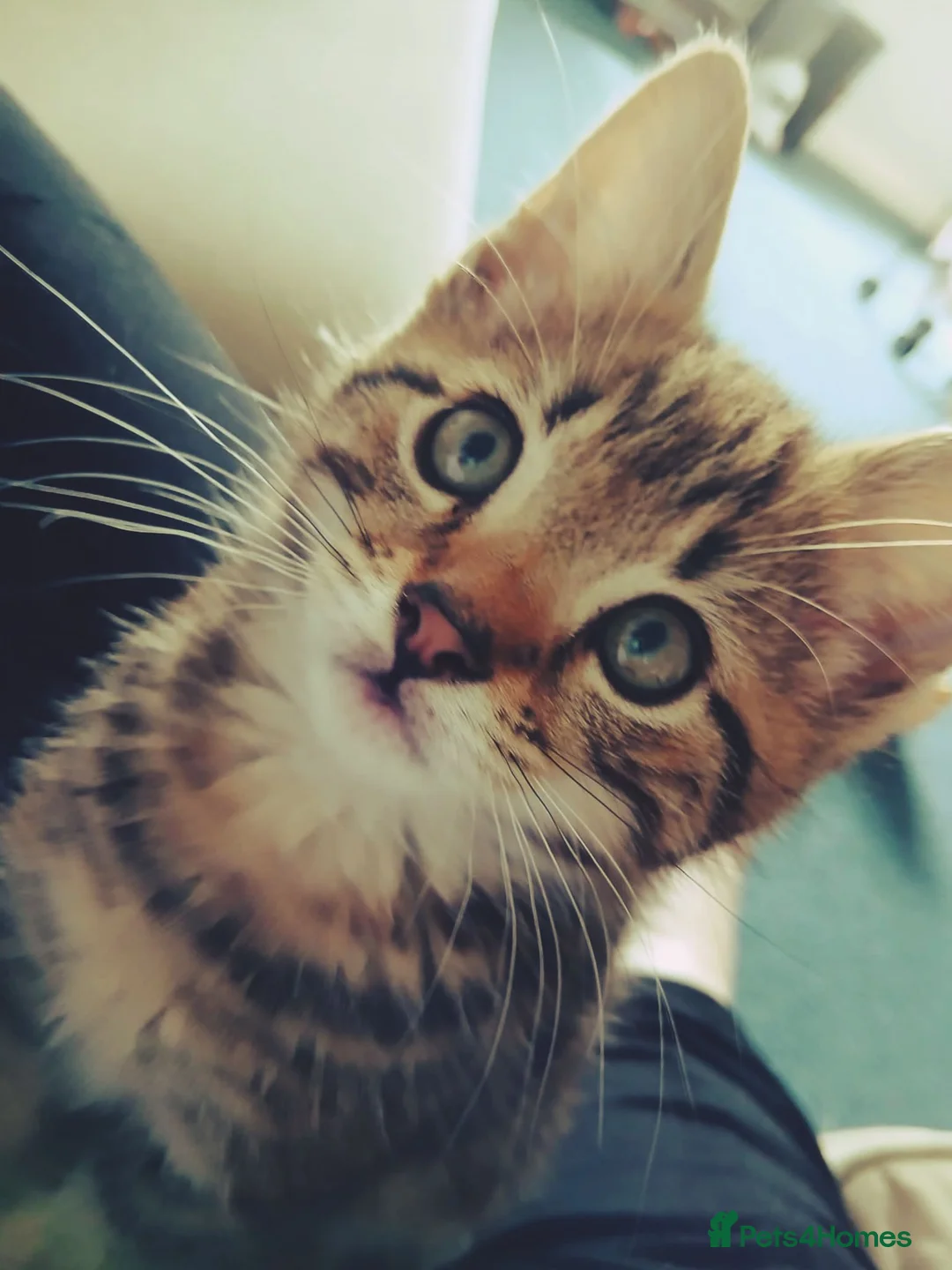 Mixed Breed cats for sale: Tabby kitten  in Appleby-in-Westmorland - Advert 2