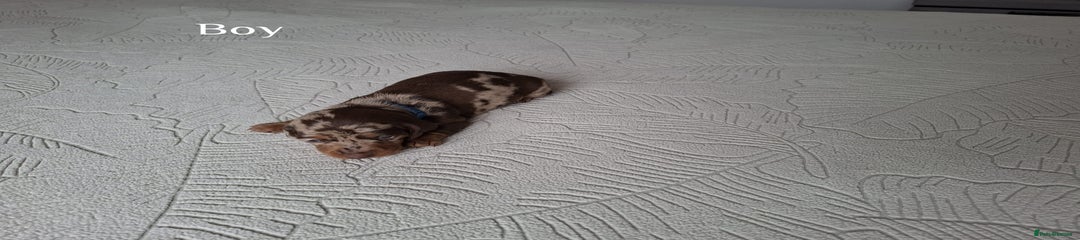 Miniature Dachshund Puppy 4