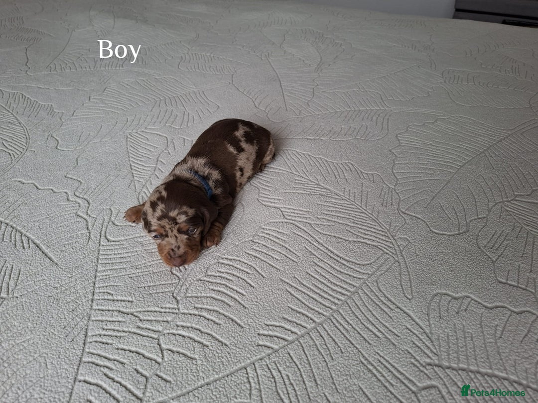 Miniature Dachshund dogs for sale: ❤️ 5 Adorable Mini Dachshund Puppies Ready to Love - Image 5