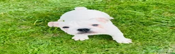 English Bulldog dogs for sale: Standard English Bulldog Puppies  - Advert 4