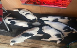 English Springer Spaniel dogs for sale: English Springer Spaniel puppies for sale - Image 6