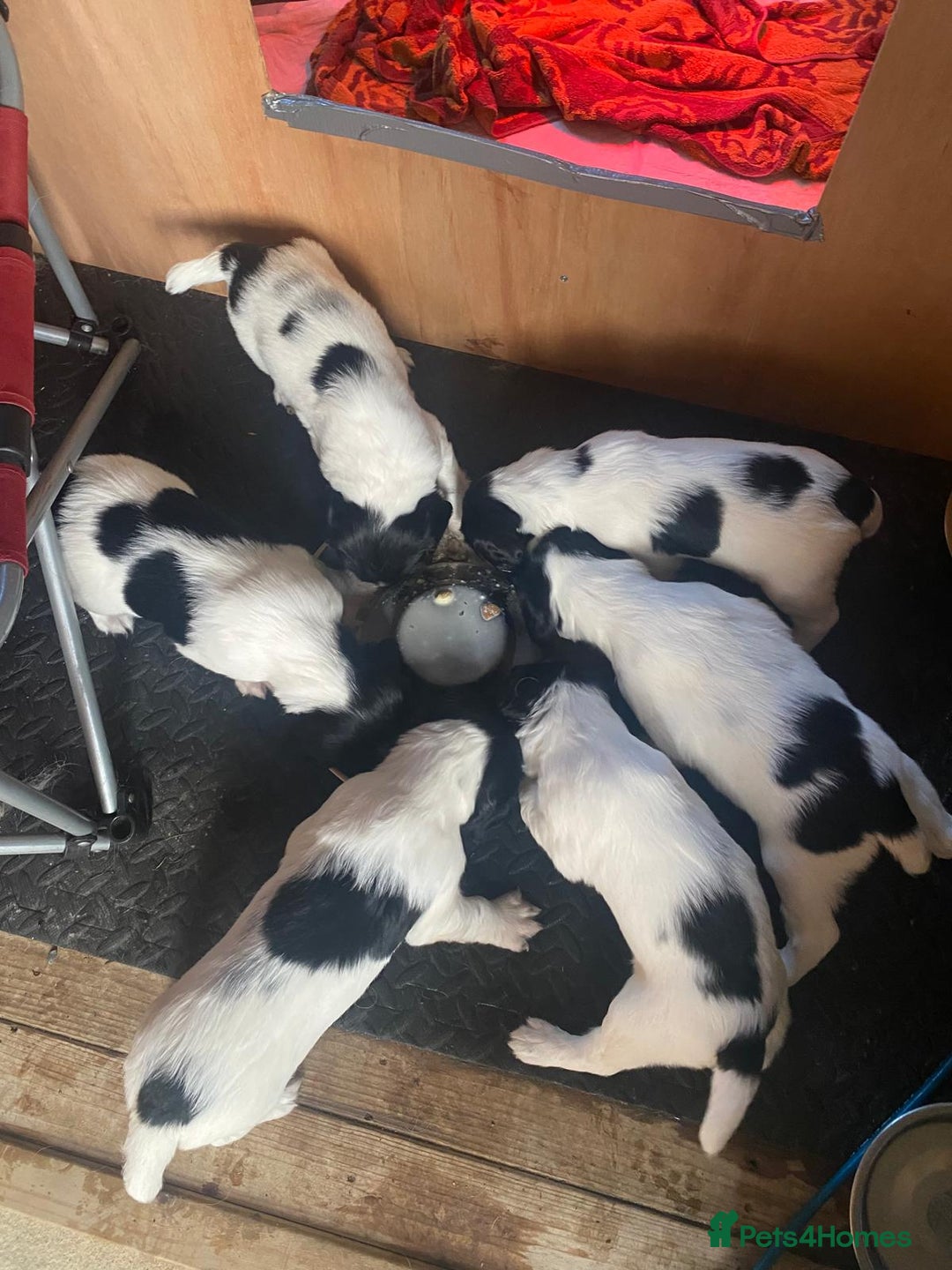 English Springer Spaniel dogs for sale: English Springer Spaniel puppies for sale - Image 6