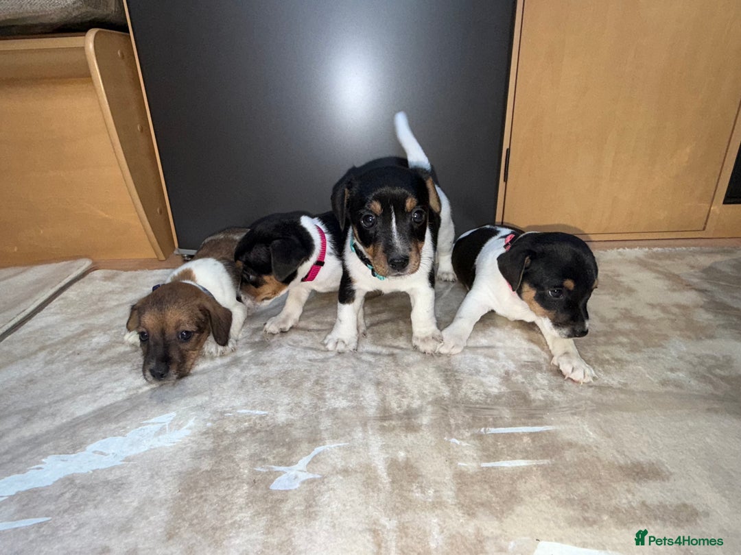 Jack Russell dogs for sale: Short legged jack Russel puppies - Image 4