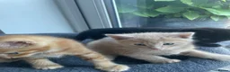 Maine Coon cats for sale: Maine coon crossed kittens for sale - Advert 6