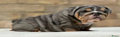 English Bulldog 2