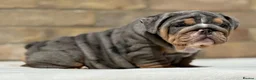 English Bulldog dogs for sale: ⭐️ ENGLISH BULLDOG PUPPIES ⭐️ - Advert 8