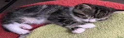 Mixed Breed cats for sale: Ready for their forever homes, 3 fluffy angels - Advert 17