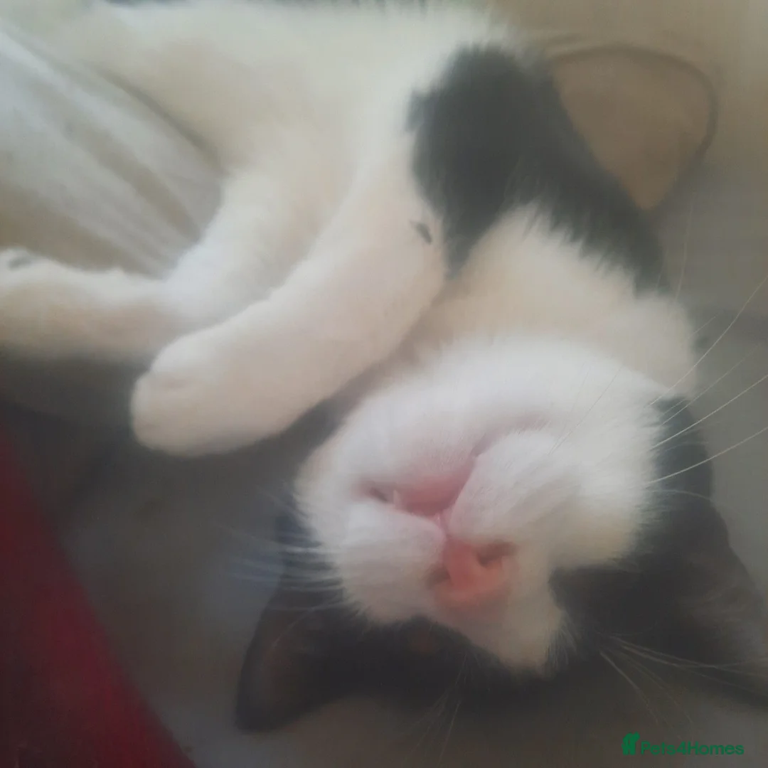 Mixed Breed cats for sale: Beautiful house cats - Advert 2
