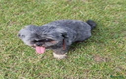 Shih Tzu dogs for sale: Loving cheeky Shihtzu for loving home ❤️ - Image 11