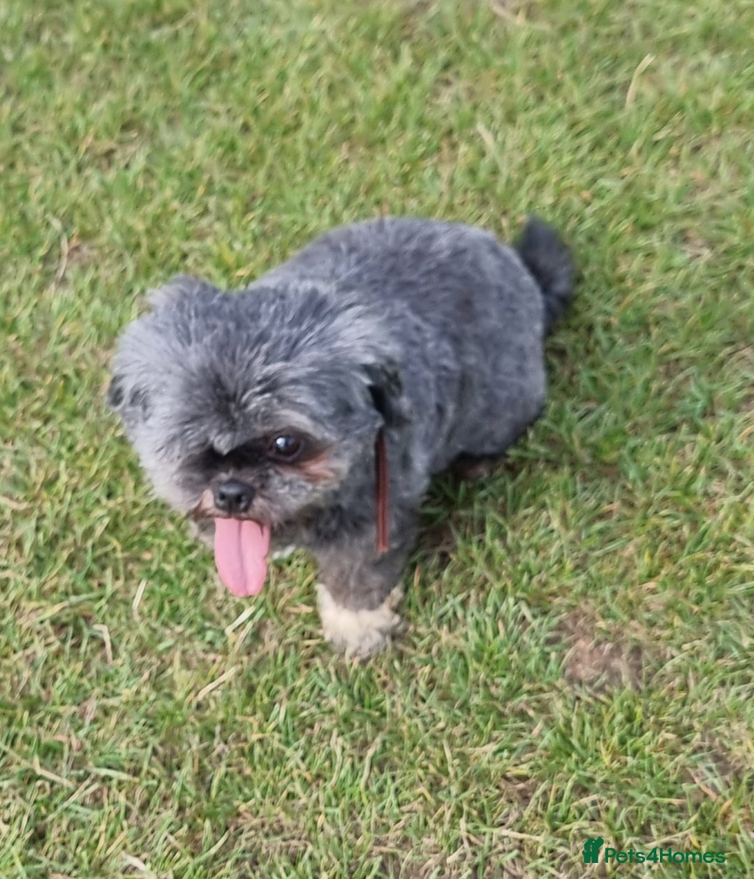 Shih Tzu dogs for sale: Loving cheeky Shihtzu for loving home ❤️ - Image 11