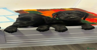 Labrador Retriever dogs - Advert 12