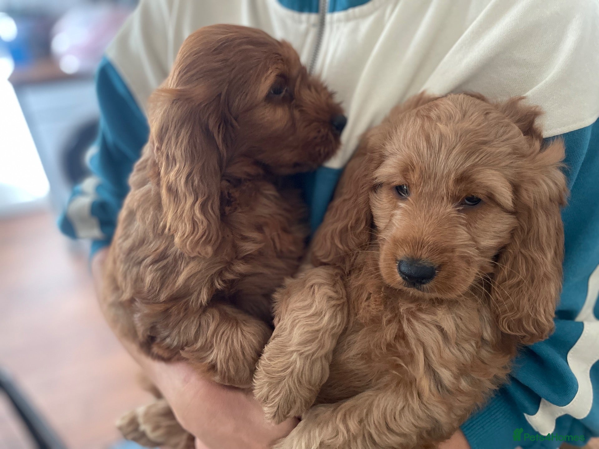 Cockapoo dogs F1 Cockapoos READY TO LEAVE NOW  - Advert 2