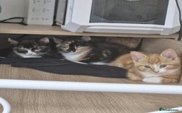 Dwelf cats for sale: Four gorgeous cats for sale - Image 1