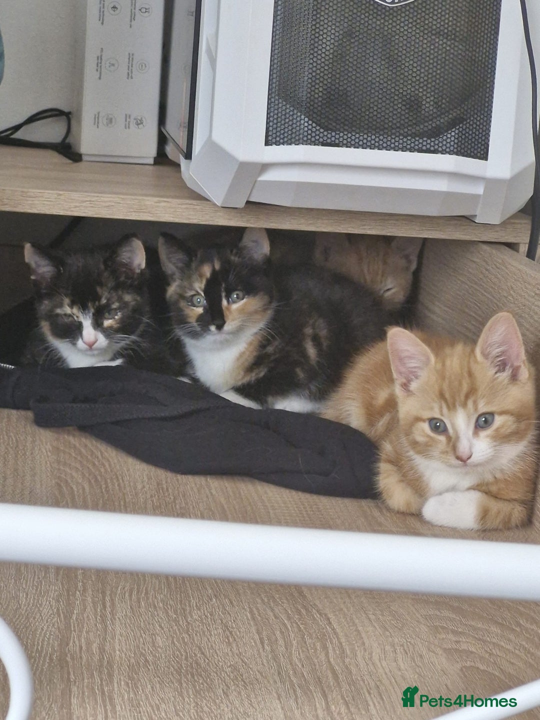 Dwelf cats for sale: Four gorgeous cats for sale - Image 1