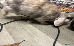 Mini Lop rabbits for sale: 2 mini lop rabbits 1 boy 1 girl  - Image 5