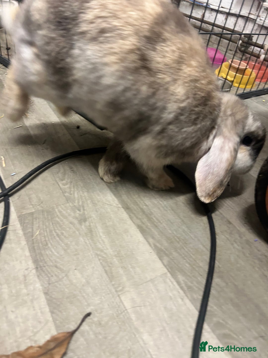 Mini Lop rabbits for sale: 2 mini lop rabbits 1 boy 1 girl  - Image 5
