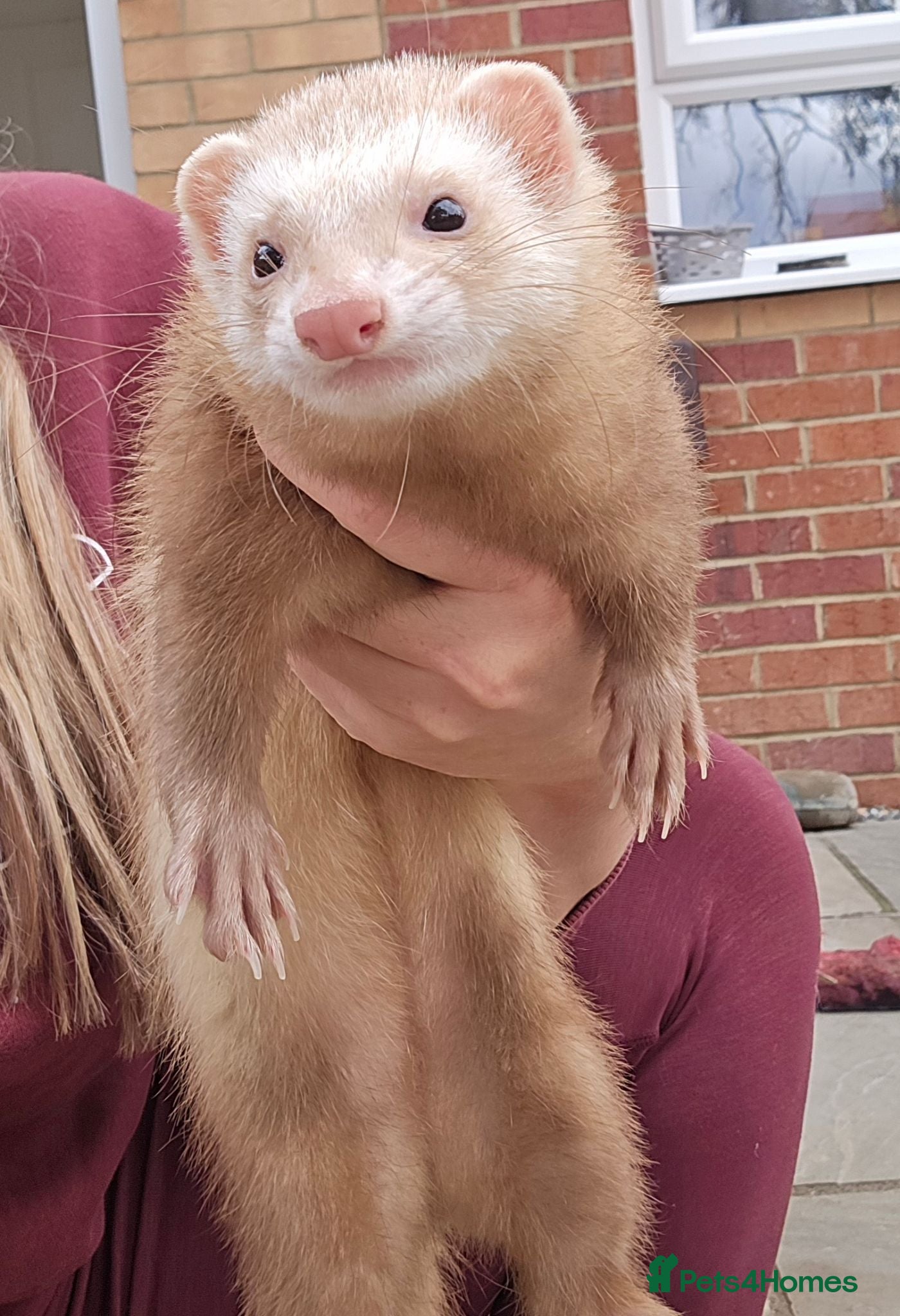 Ferret rodents Male & Female Pair Looking For Forever Homes  - Advert 1