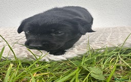 Labrador Retriever dogs for sale: 10 Beautiful black Labrador puppies - Image 14