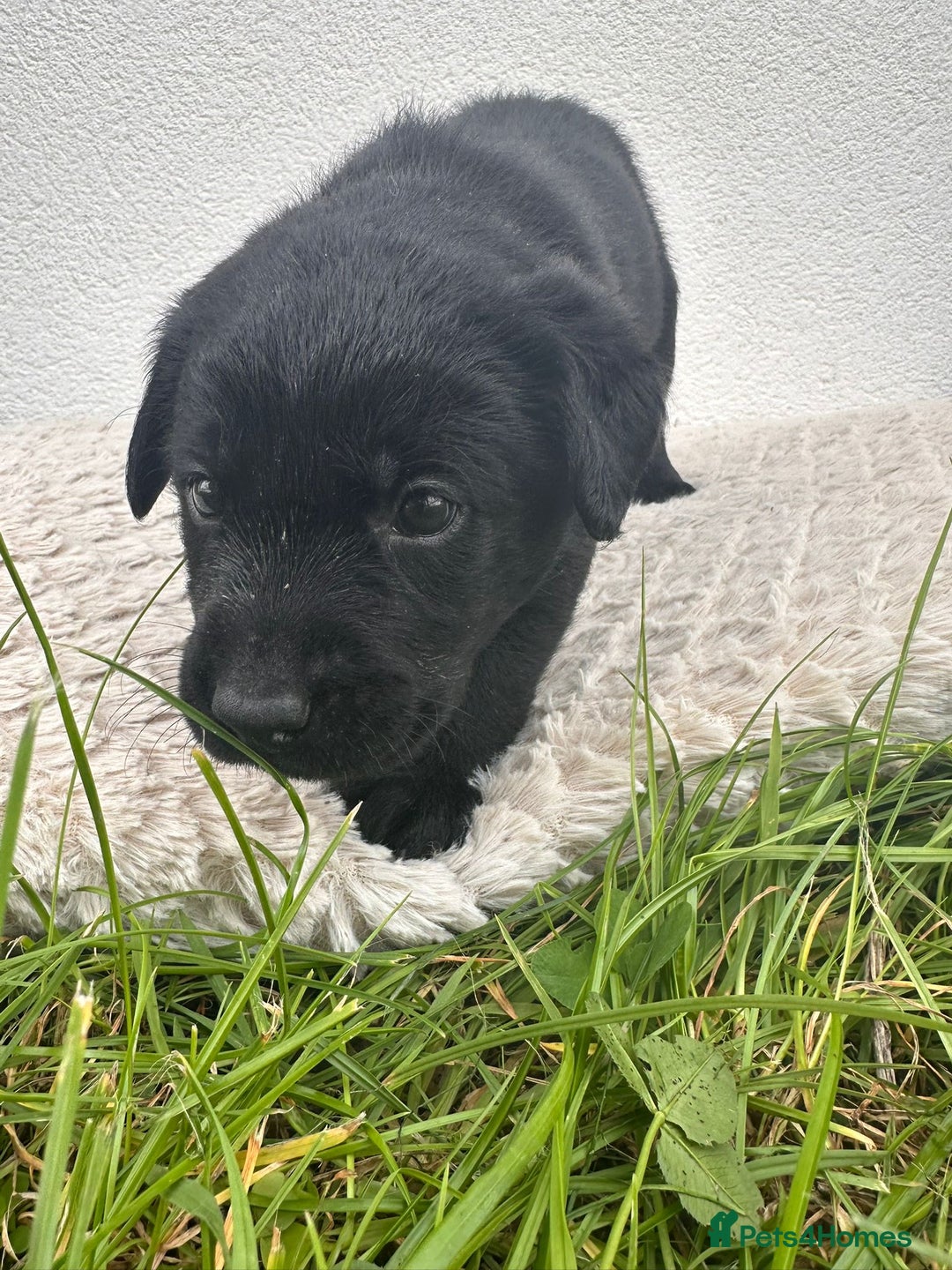 Labrador Retriever dogs for sale: 10 Beautiful black Labrador puppies - Image 14