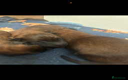 Belgian Shepherd Dog dogs for sale: Working line malinois - Image 12