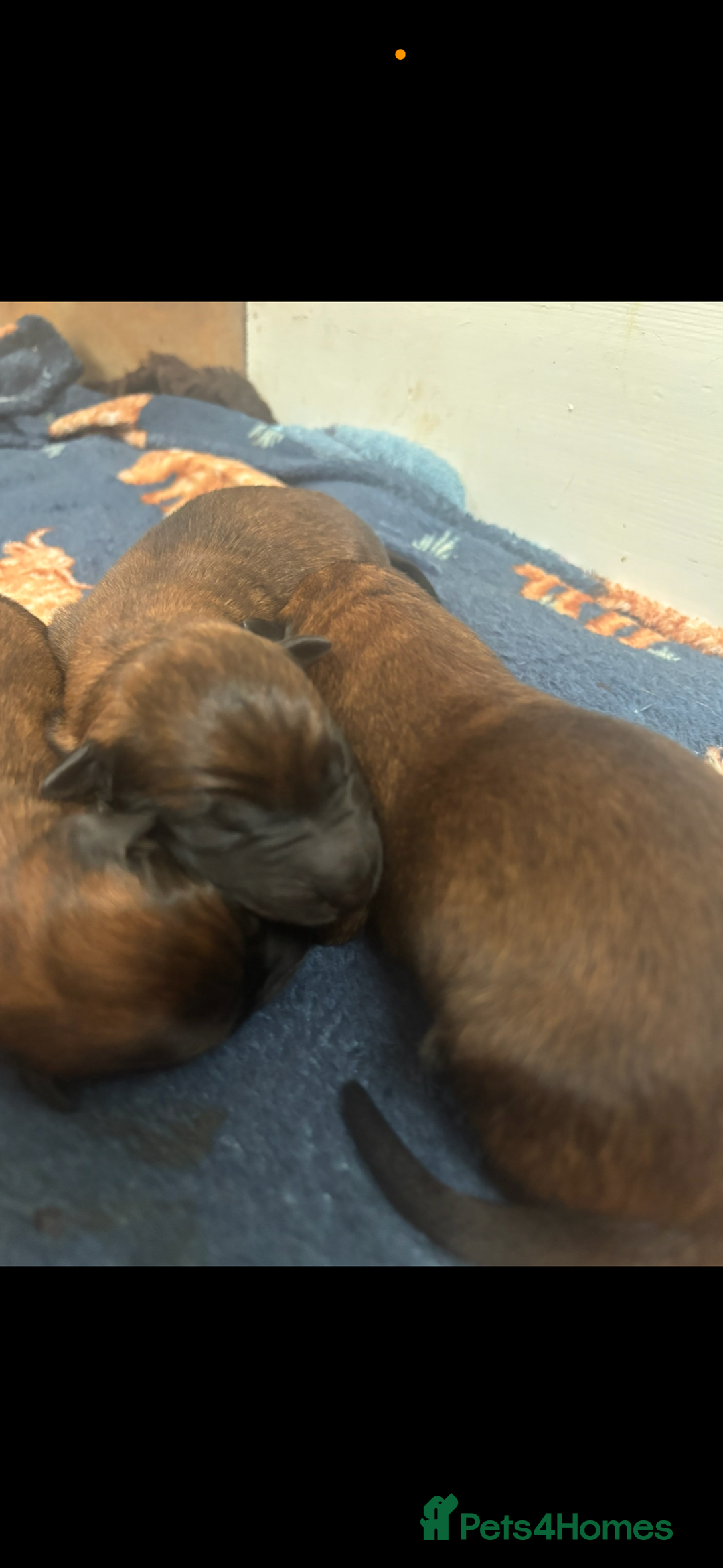 Belgian Shepherd Dog dogs for sale: Working line malinois - Image 12