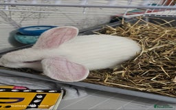 Mini Lion Lop rabbits for sale: Rabbit for sale - Image 4