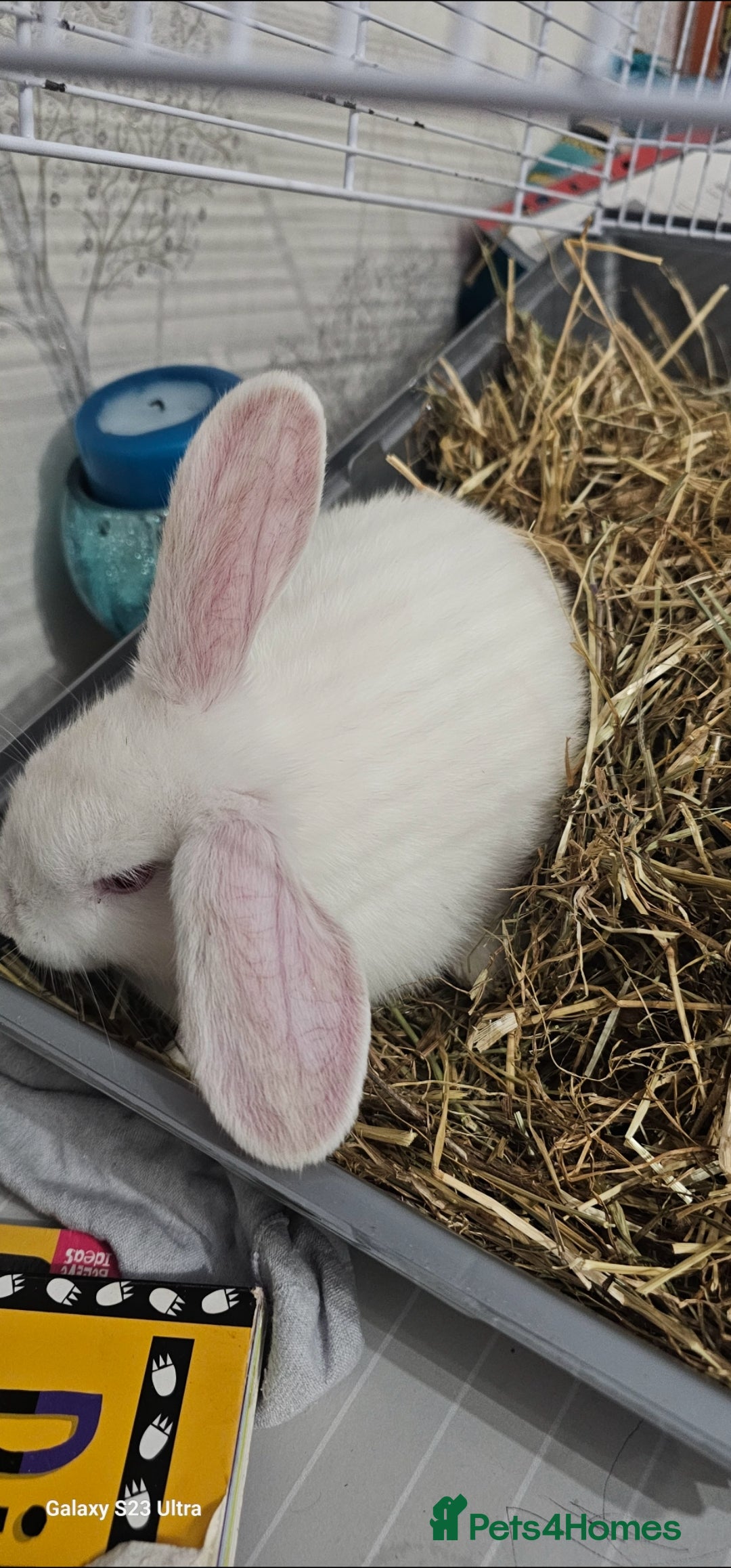Mini Lion Lop rabbits for sale: Rabbit for sale - Image 4