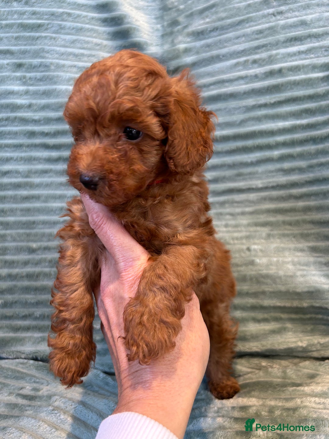 Toy Poodle dogs for sale: TINY TOY POODLE PUPPIES 5🌟LICENSED BREEDER  - Image 4