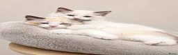 Ragdoll cats for sale: Stunning GCCF reg kittens available to 5* homes.  - Advert 30