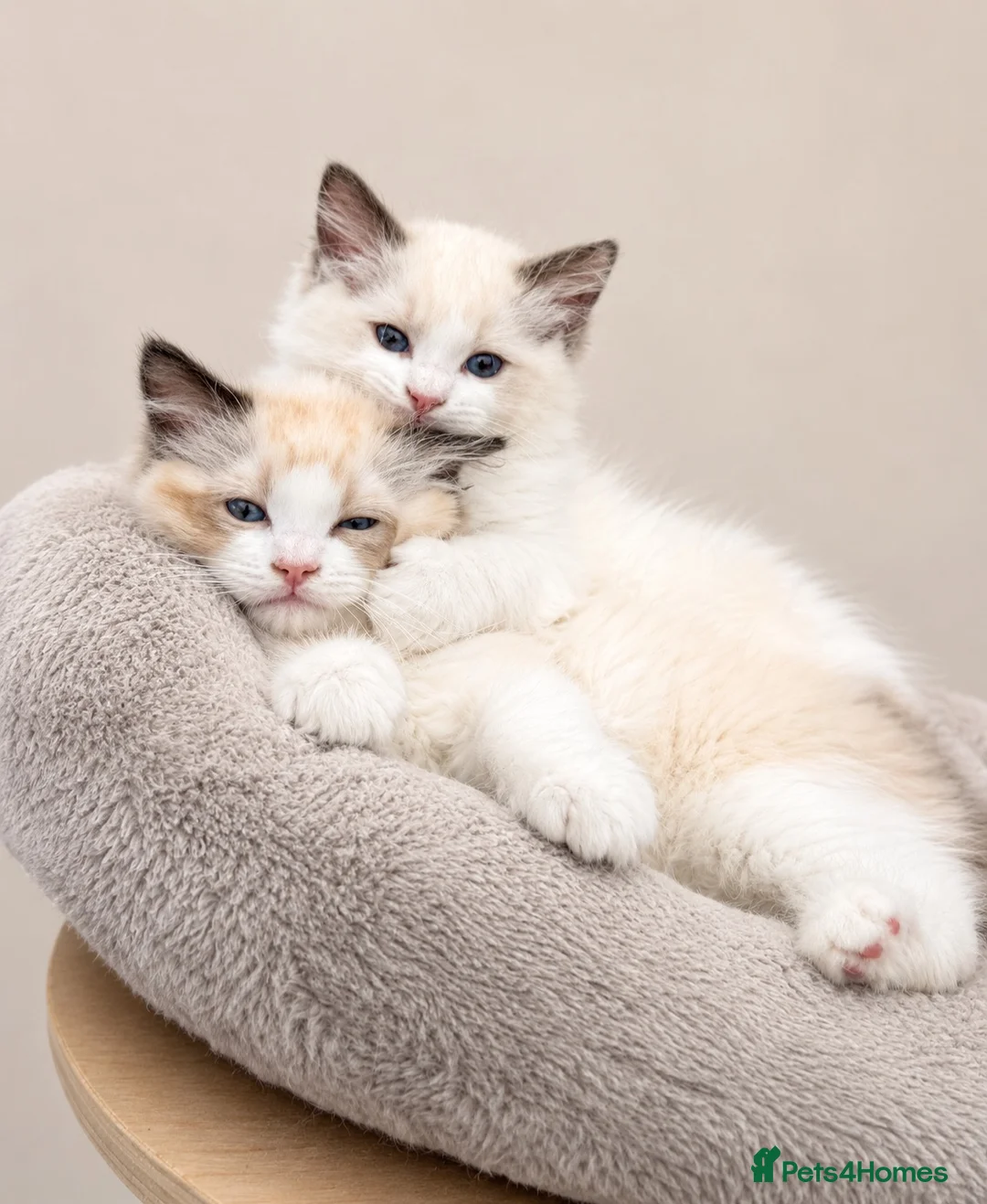 Ragdoll cats for sale: Stunning GCCF reg kittens available to 5* homes.  - Advert 30
