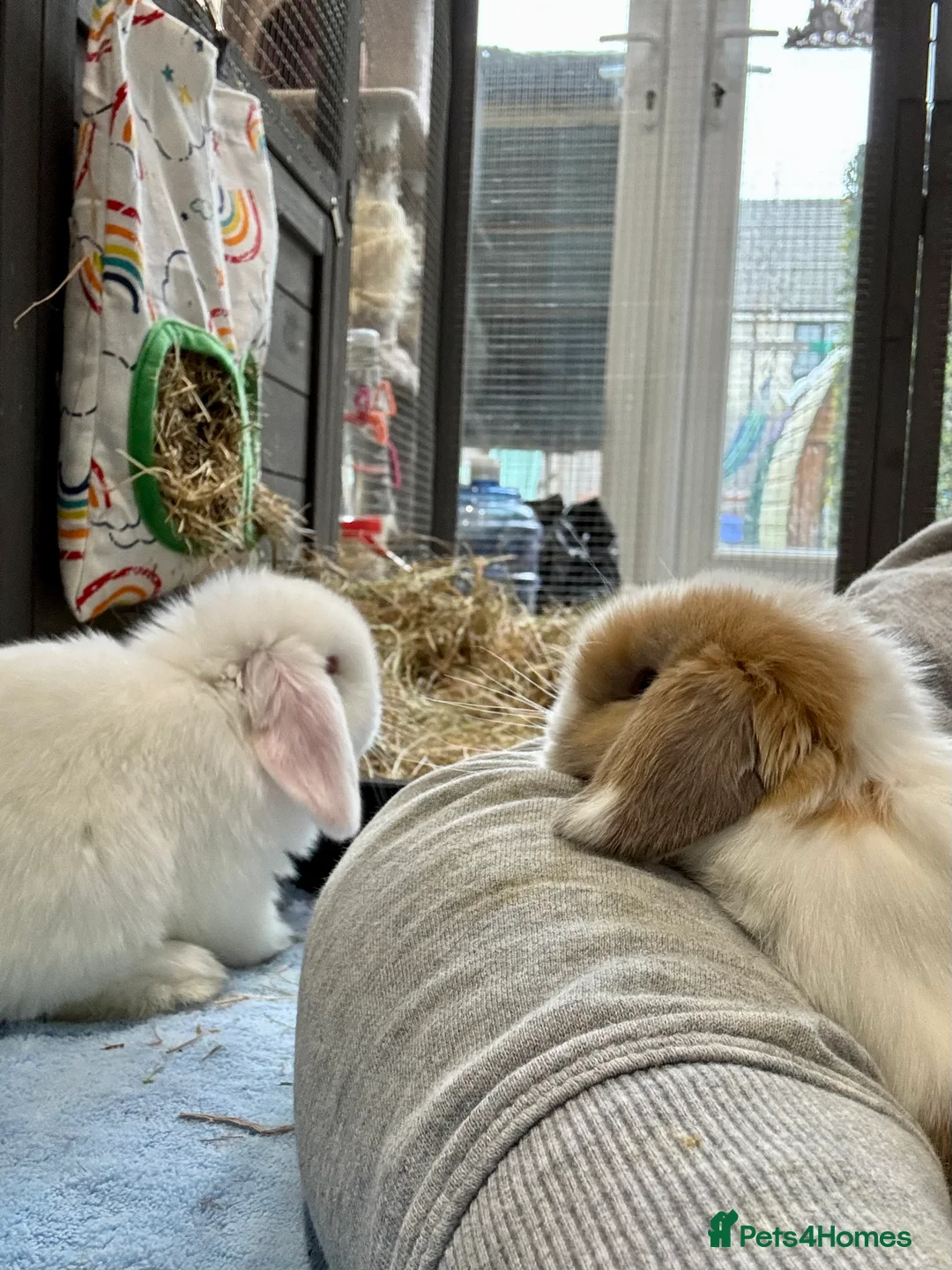 Mini Lop rabbits for sale: 2 Pure Mini Lops - Available 27th Feb - Advert 11